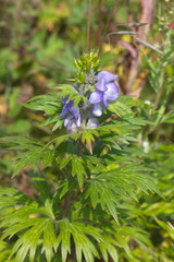 Aconitum maximum