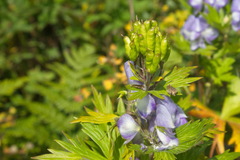 Aconitum maximum