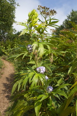 Aconitum maximum