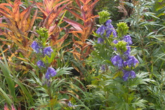 Aconitum maximum