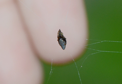Cyclosa argenteoalba