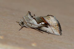 Macdunnoughia purissima