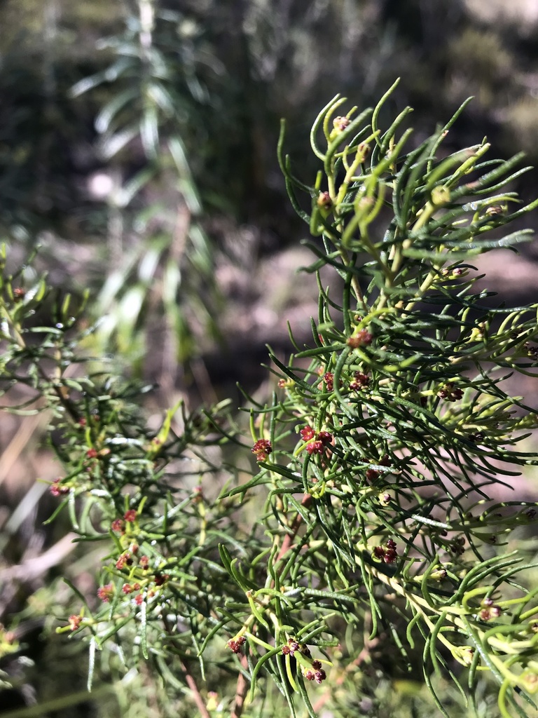 Dodonaea filiformis
