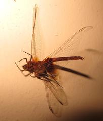 Urothemis assignata