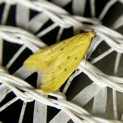 Eulechria subpunctella