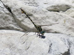 Paragomphus cognatus