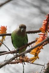 Poicephalus cryptoxanthus cryptoxanthus