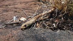 Psammophis brevirostris