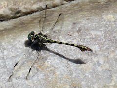 Paragomphus cognatus