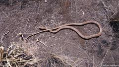 Psammophis brevirostris