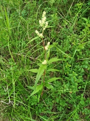 Koenigia tripterocarpa