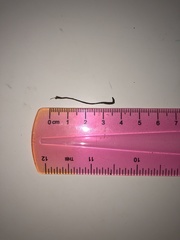 Platanthera macrophylla