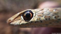 Psammophis brevirostris