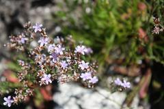 Limonium scabrum scabrum