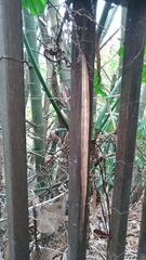 Erythrorchis altissima