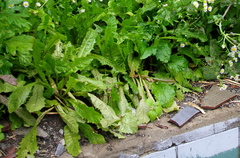 Taraxacum officinale