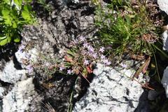 Limonium scabrum scabrum