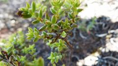 Crassula biplanata