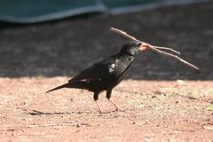 Bubalornis niger niger