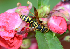 Polistes chinensis