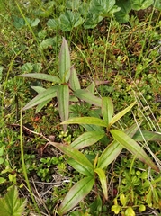 Koenigia tripterocarpa