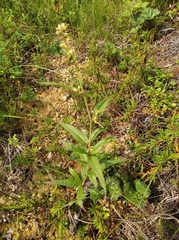 Koenigia tripterocarpa