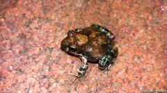 Tomopterna natalensis