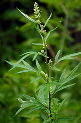 Artemisia vulgaris
