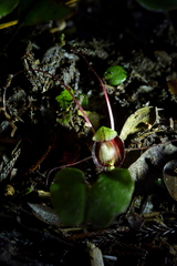 Corybas sanctigeorgianus