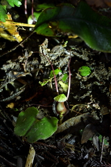 Corybas sanctigeorgianus