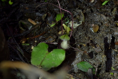 Corybas sanctigeorgianus
