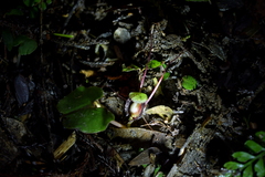 Corybas sanctigeorgianus