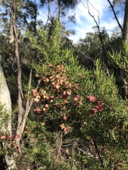 Dodonaea filiformis