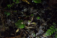 Corybas sanctigeorgianus