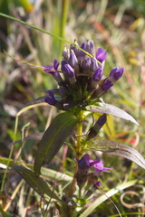 Gentianella auriculata
