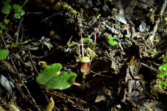 Corybas sanctigeorgianus