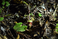 Corybas sanctigeorgianus