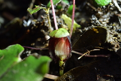 Corybas sanctigeorgianus
