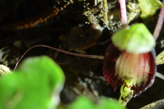Corybas sanctigeorgianus
