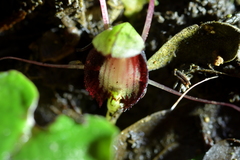 Corybas sanctigeorgianus