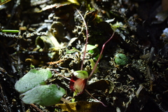 Corybas sanctigeorgianus
