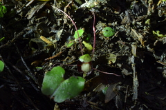 Corybas sanctigeorgianus