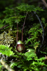 Corybas sanctigeorgianus