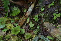 Corybas sanctigeorgianus