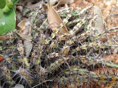 Euphorbia schinzii