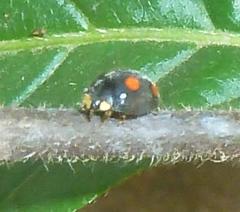 Harmonia axyridis