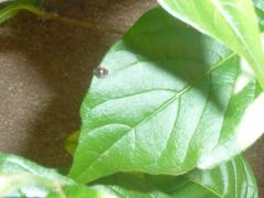 Harmonia axyridis