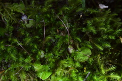Corybas sanctigeorgianus