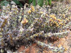 Euphorbia schinzii