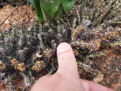 Euphorbia schinzii